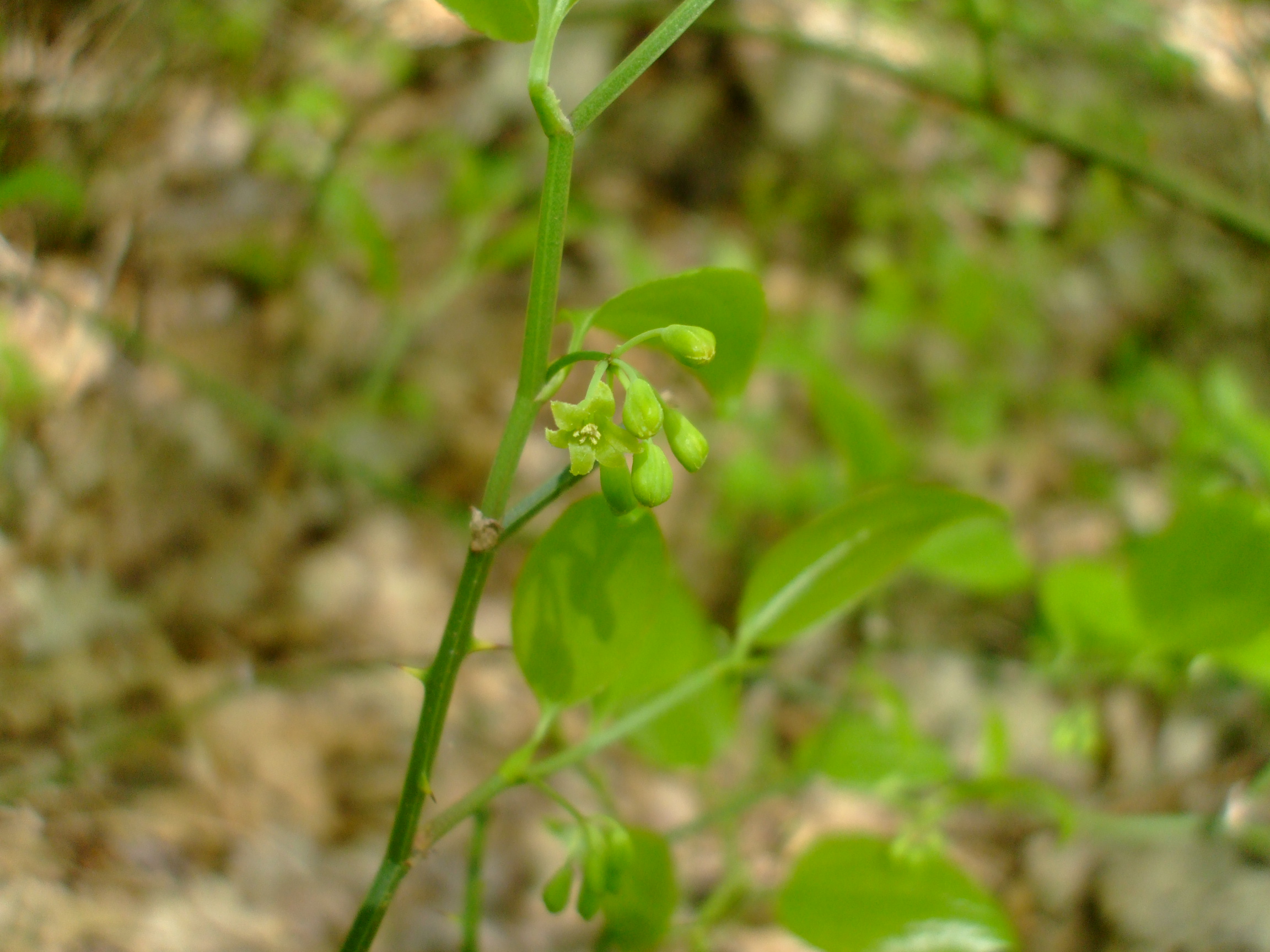 Smilax rotundifolia